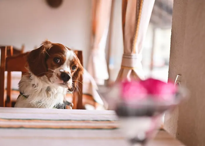 феникс Szálloda